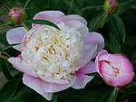 芍药花