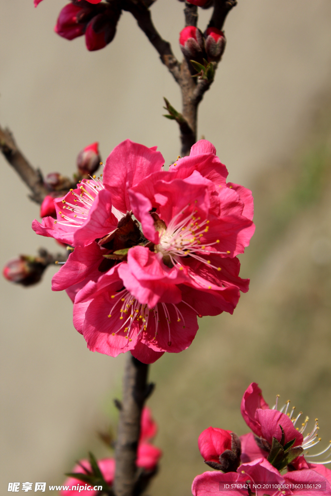 桃花