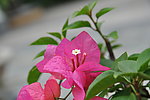 鲜花绿叶