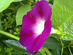 牵牛花