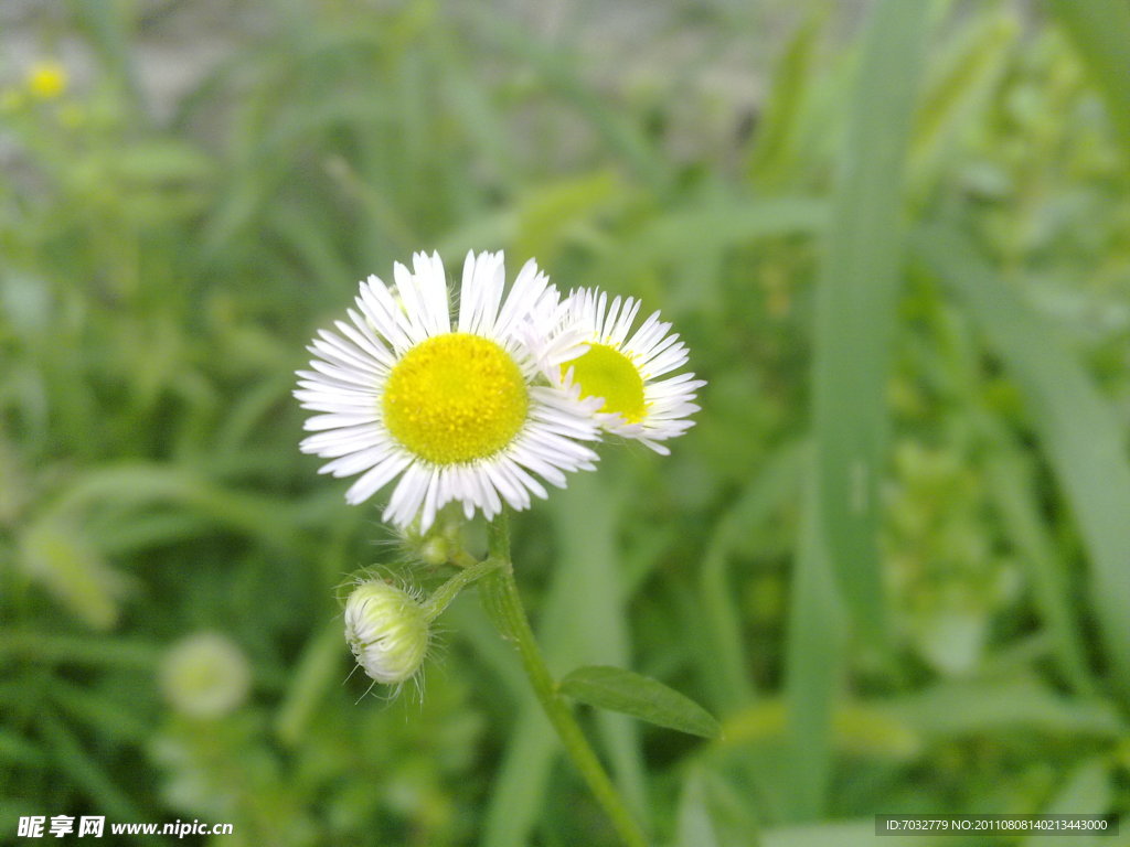 小白花