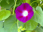 牵牛花