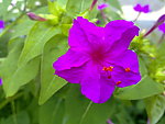 小花