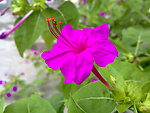 紫花
