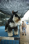 捷克梗犬 狗