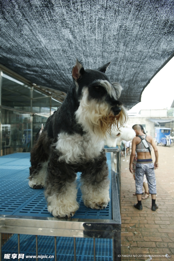 捷克梗犬 狗