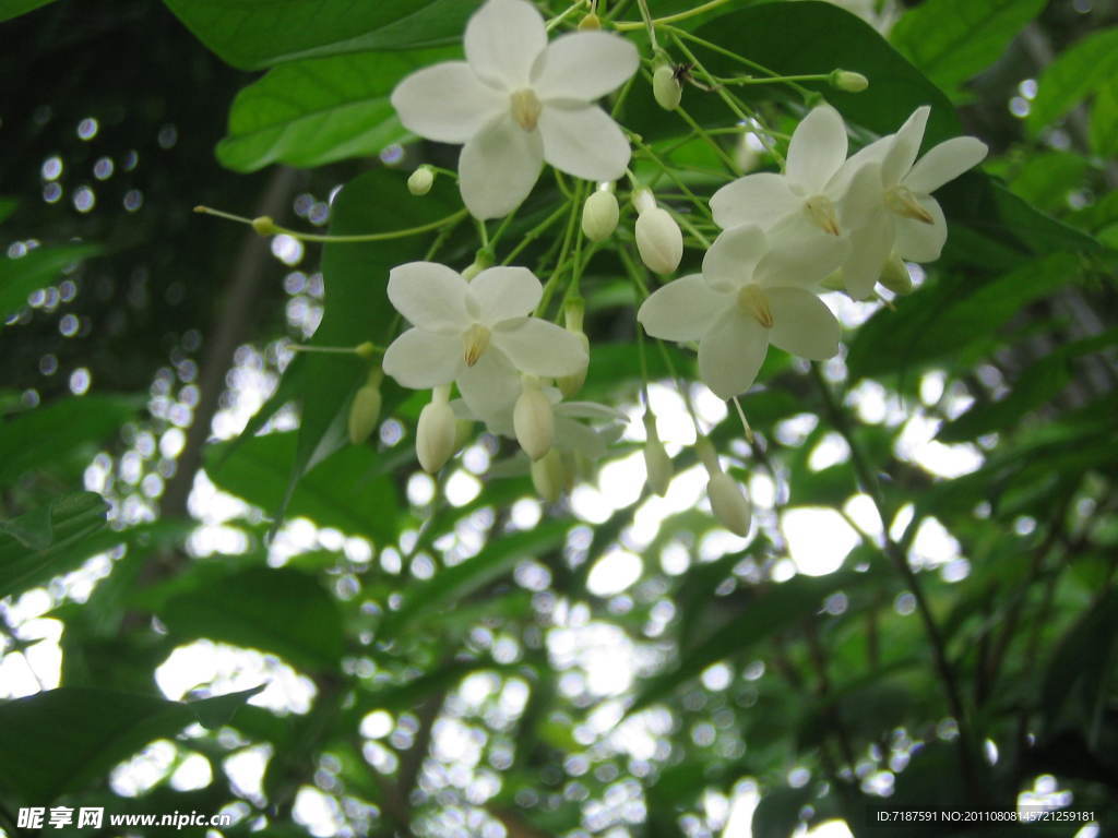 小白花