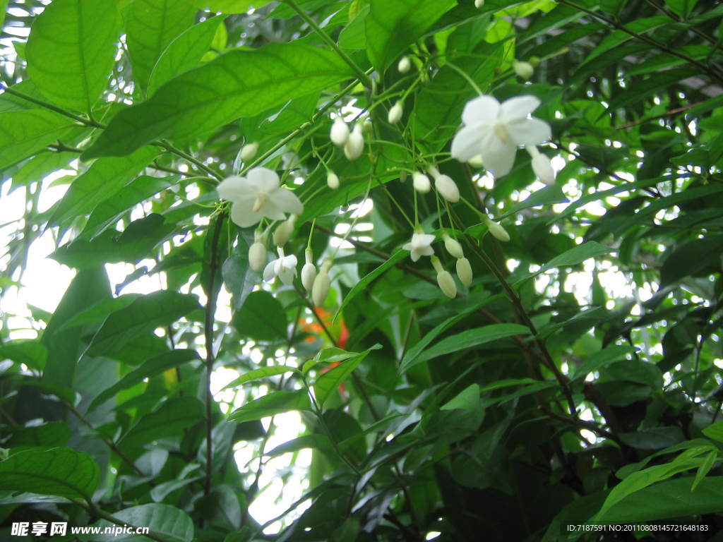 小白花