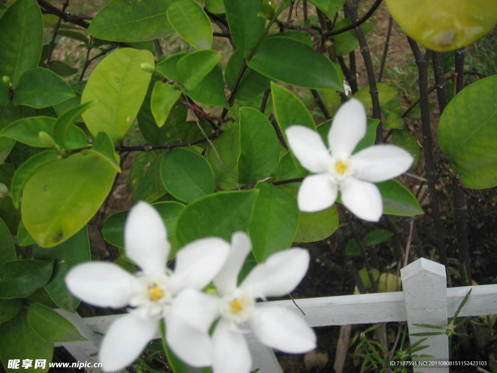 小白花