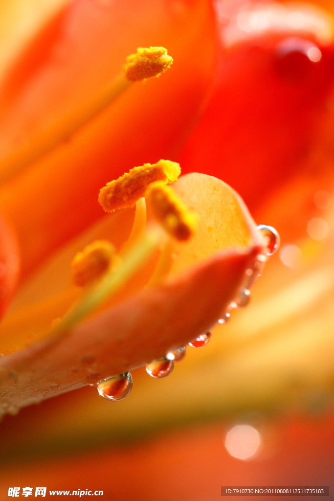 花卉