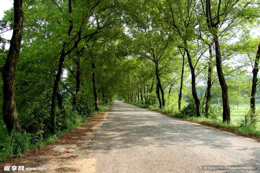 乡村公路林荫道