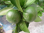 橘子
