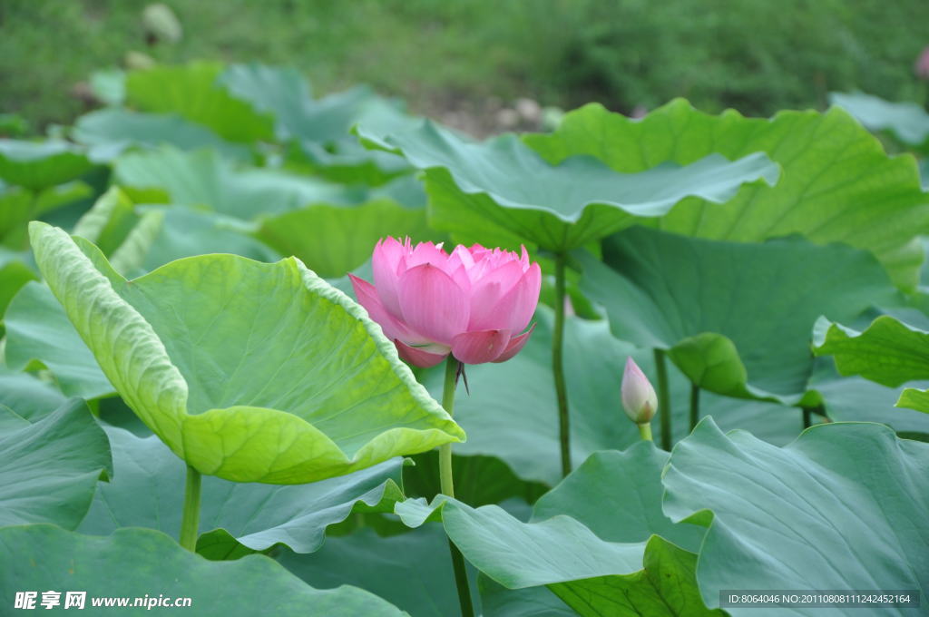 荷花