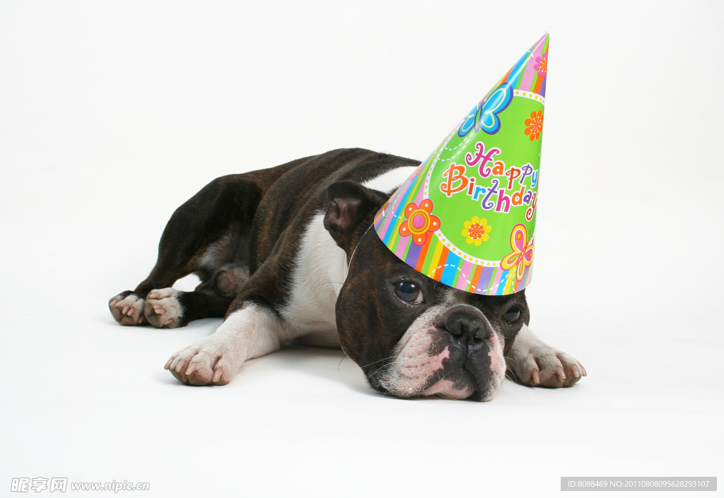 生日狗狗