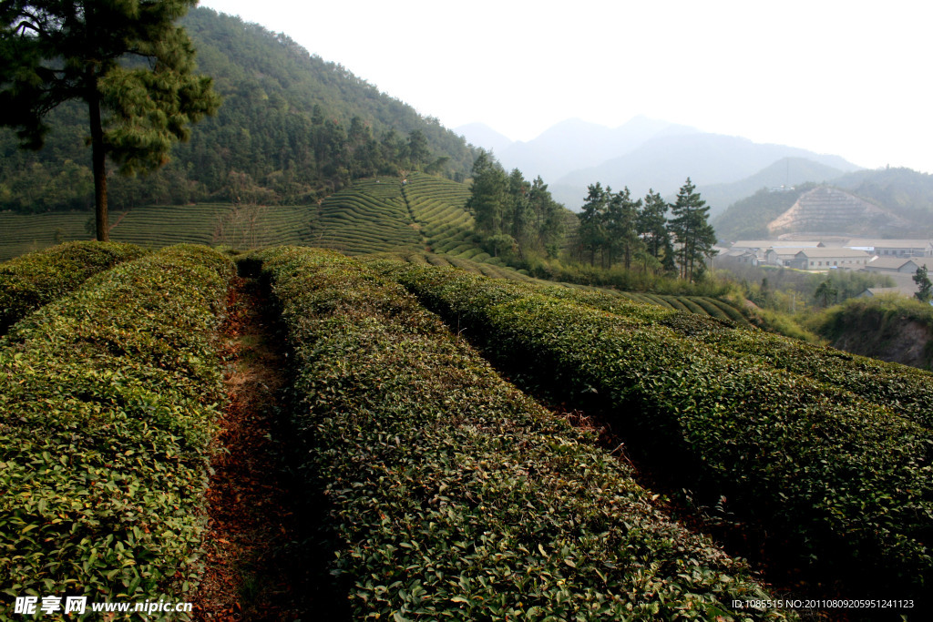 茶山