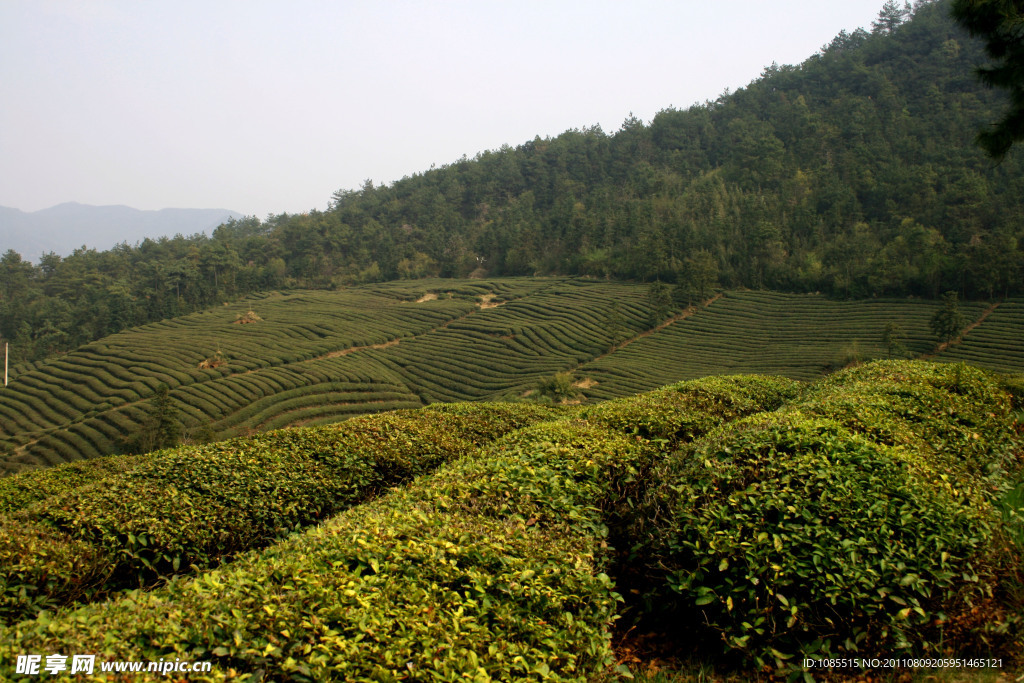 茶山