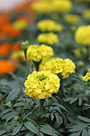 菊花 绿色植物 花卉