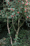 花椒