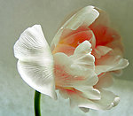 花朵近照