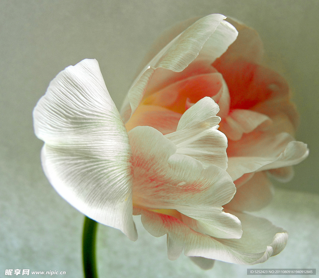 花朵近照