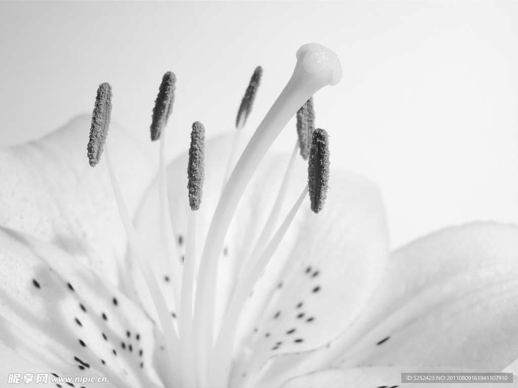 白色花蕊