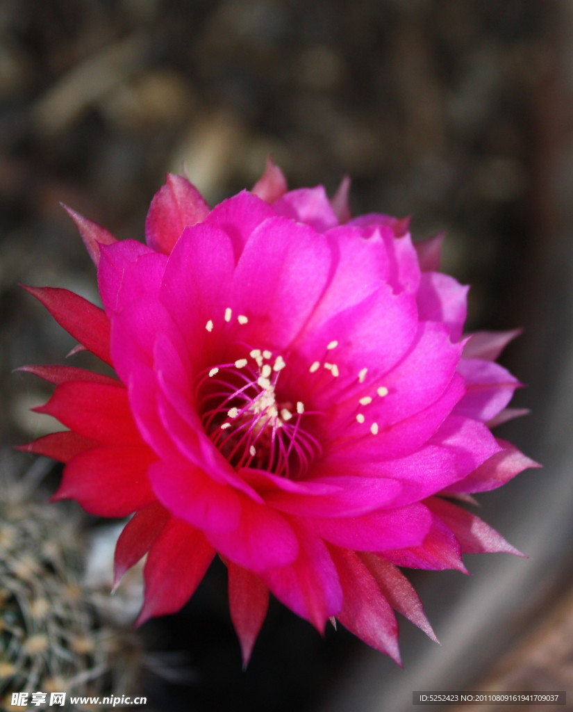 仙人球花