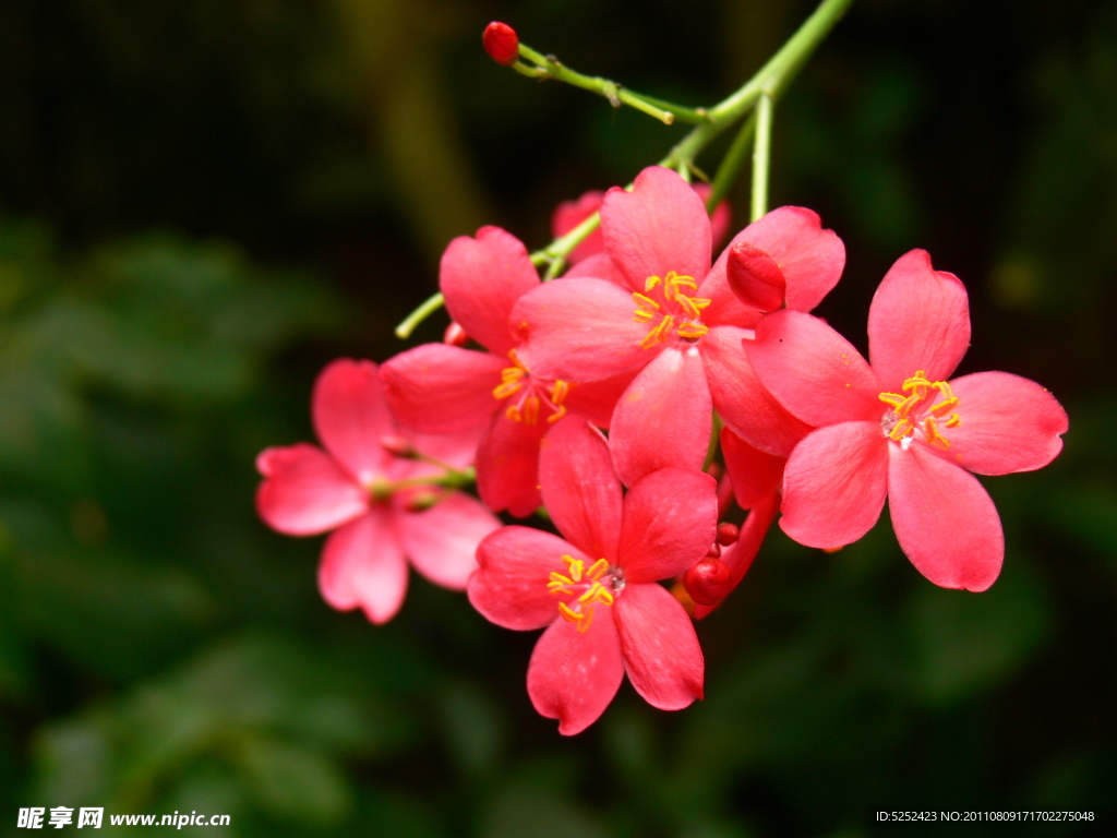 红色鲜花