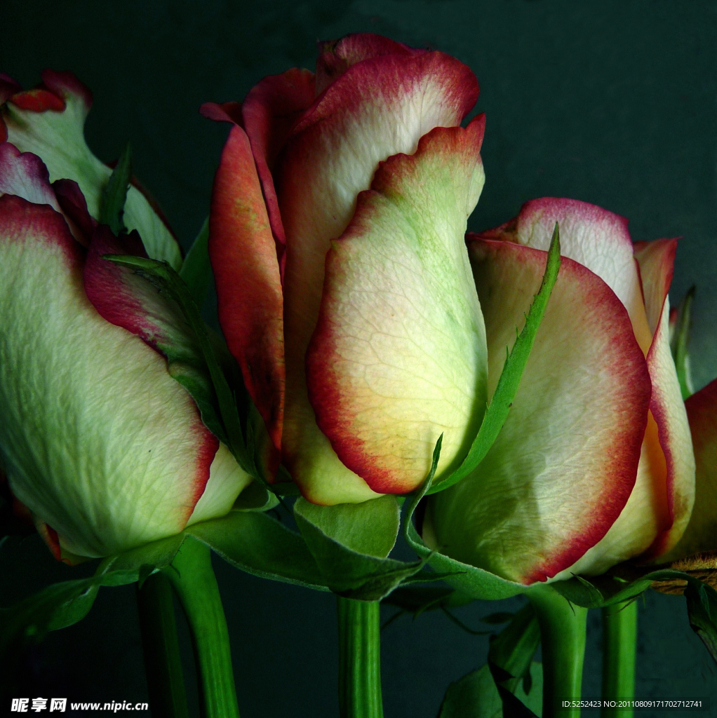 花朵近照