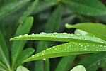 绿叶雨滴