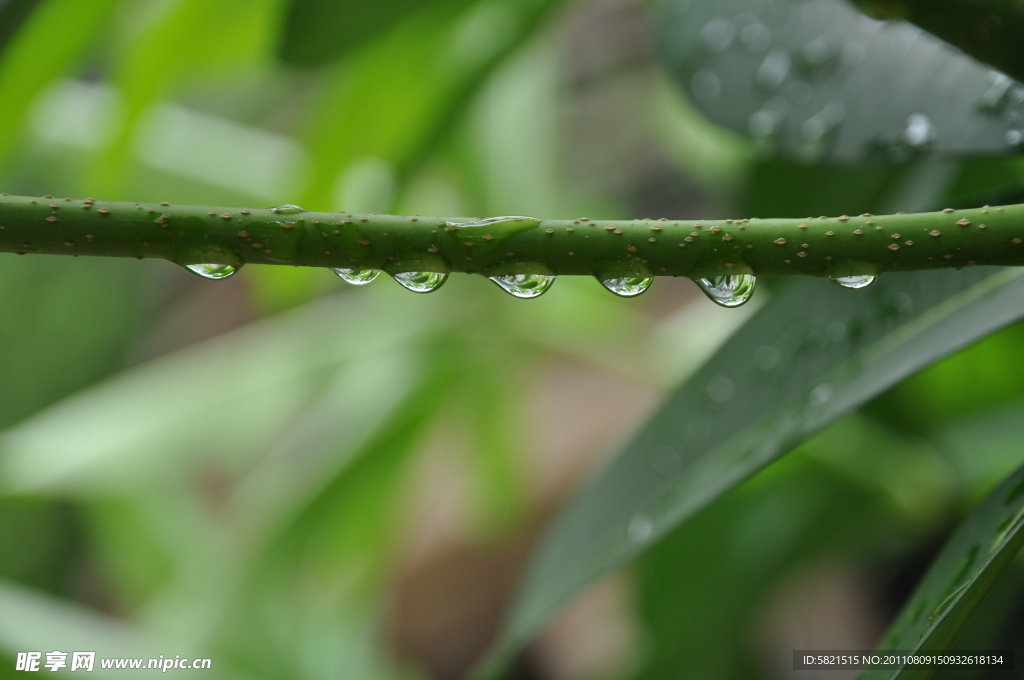 树枝雨滴