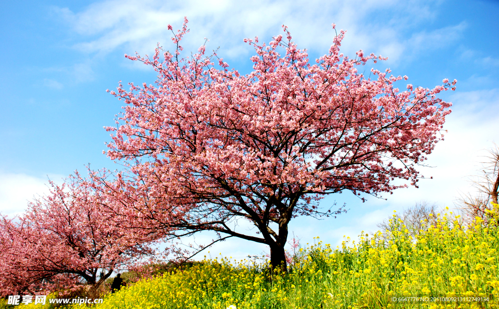 桃花与油菜花