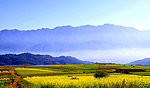 油菜花美景