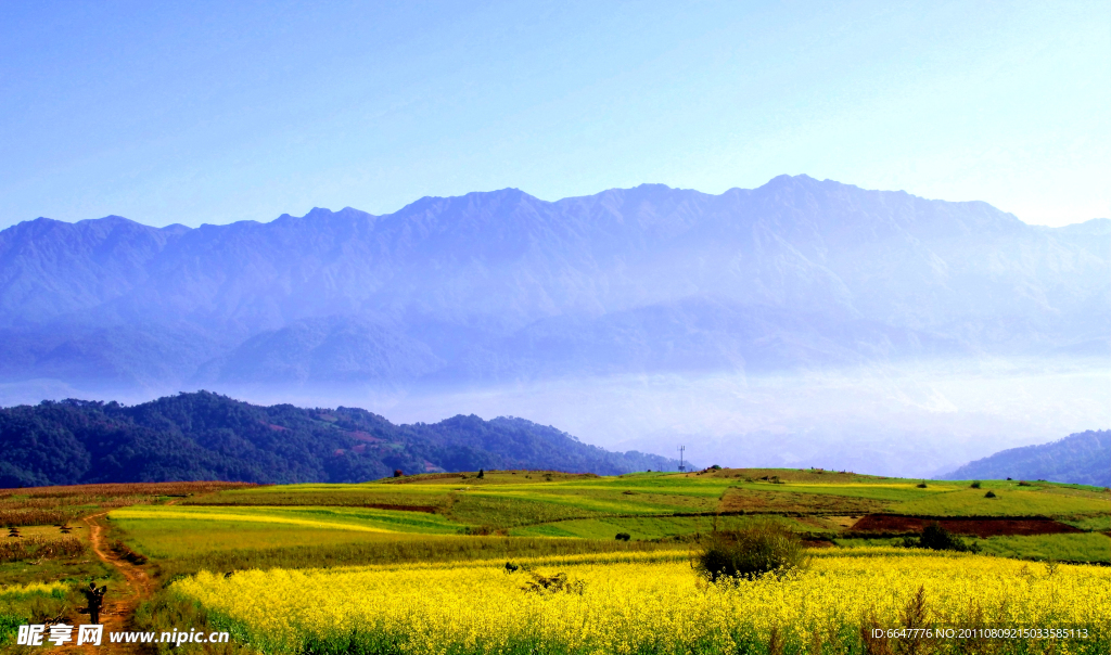 油菜花美景