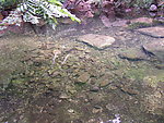 梨木台山水