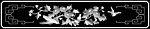 灰度图 花鸟