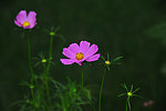 紫花绿叶