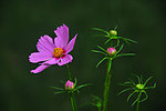 波斯菊 格桑花