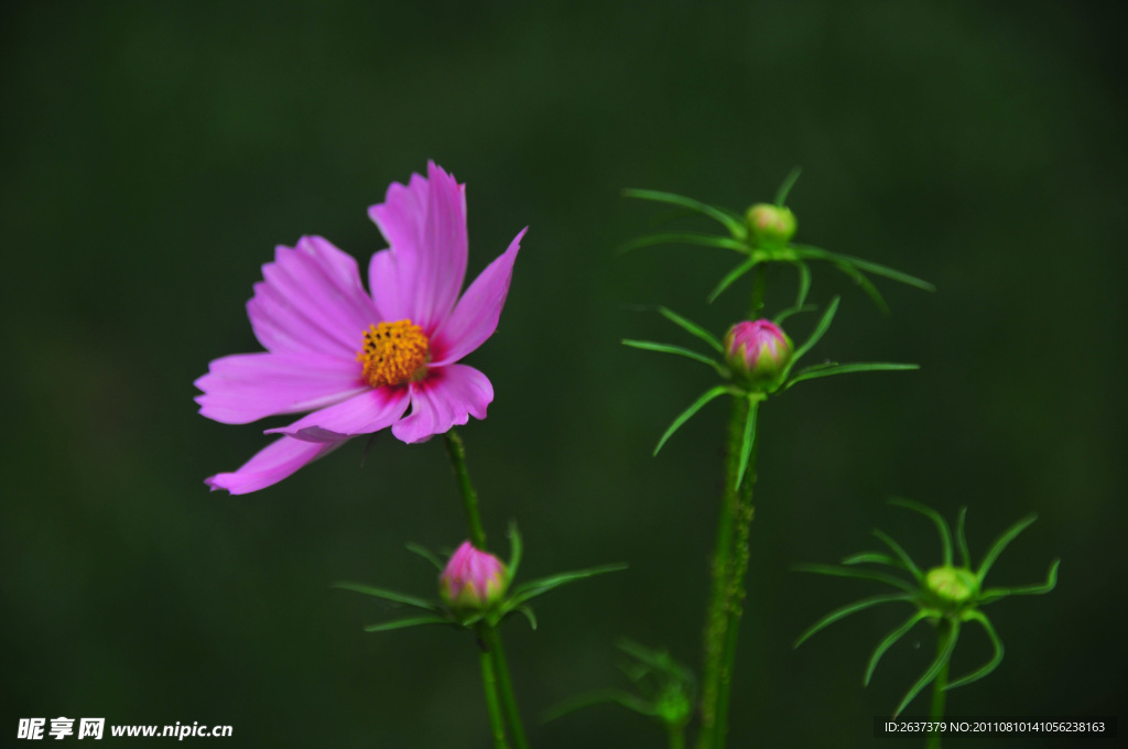 波斯菊 格桑花