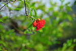 石榴花