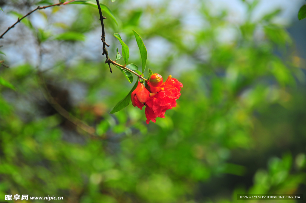 石榴花