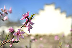 花间宅影
