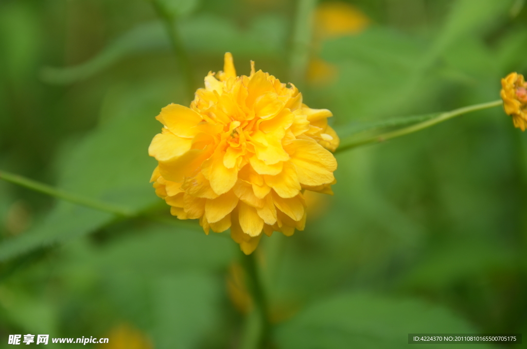 重瓣棣棠花