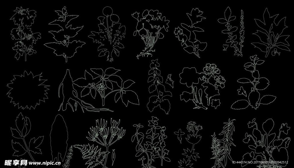 线描植物 草本植物