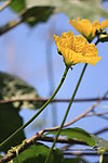 南瓜花