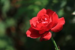 月季花