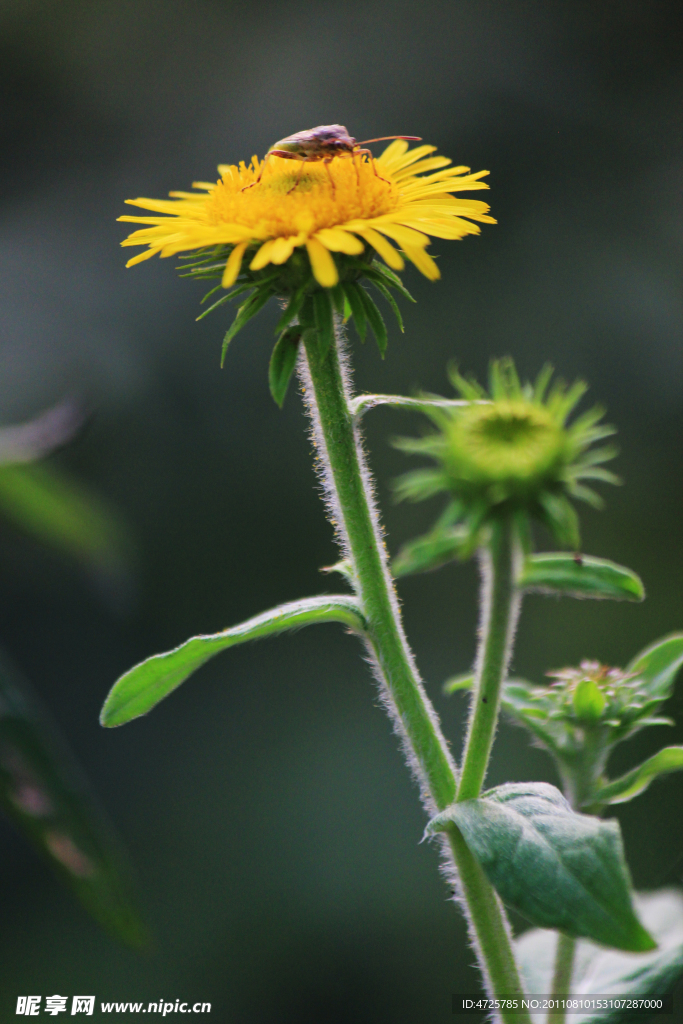 野菊花