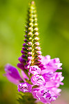 鲜花