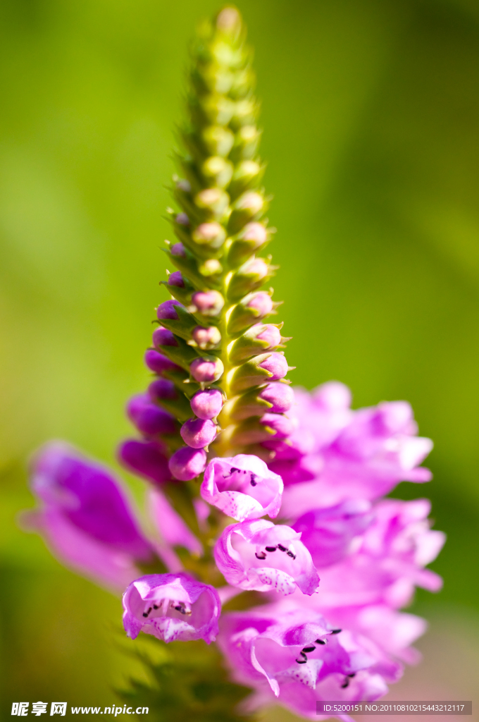 鲜花