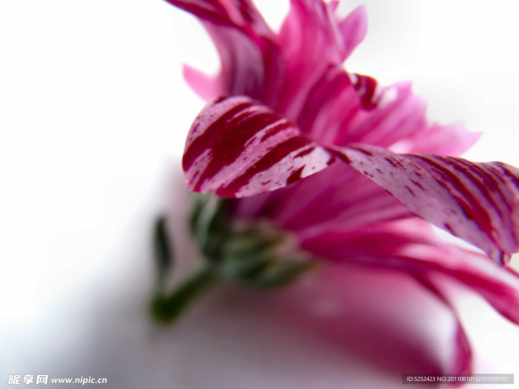 太阳菊
