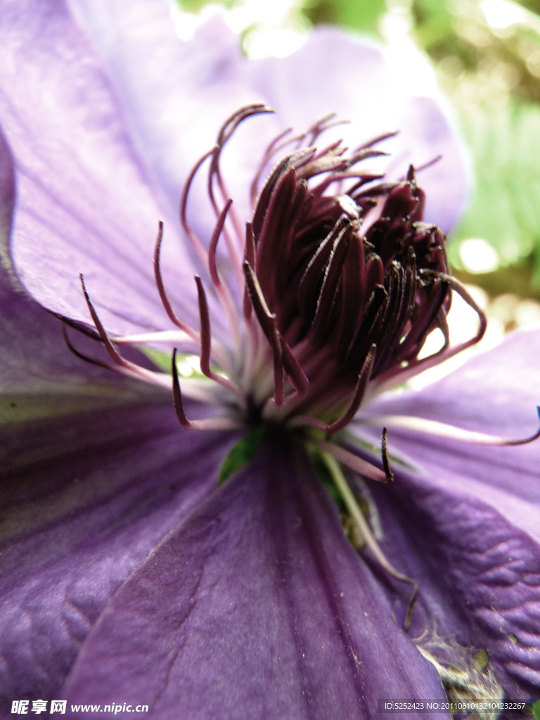 花蕊
